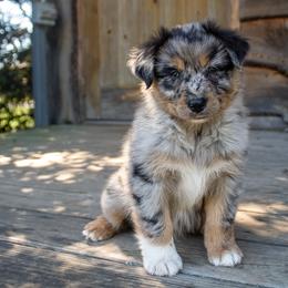 Lennox Adam - Blue merle male Australian Shepherd puppy in Statesville, North Carolina from Charming Australian Shepherds