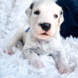 Akela - White and black male Dalmatian puppy in Gray, Georgia from Fuller Spots