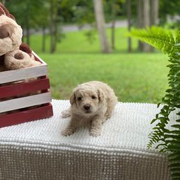 Australian Labradoodle Puppies from Happy Time Doodles
