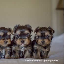 Yorkshire Terrier Puppies from Yorkielicious Yorkies