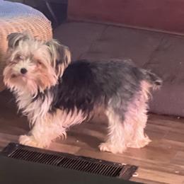 Besty - Yorkshire Terrier
