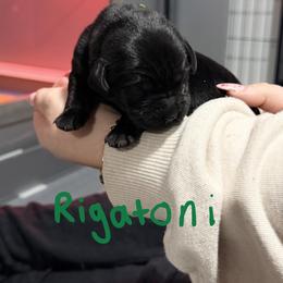 Green collar - Black male Labrador Retriever puppy in Manchester, Maryland from TMK Labradors