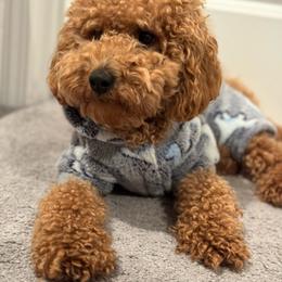 Teddy - Poodle