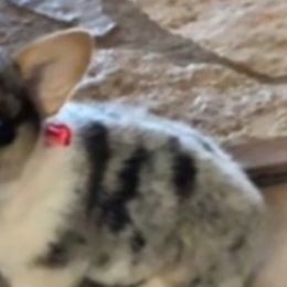 American Corgis and Pembroke Welsh Corgis from Dragonfly Ranch Corgis