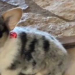 American Corgis and Pembroke Welsh Corgis from Dragonfly Ranch Corgis