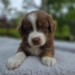 Rolo - Red tri-color male Australian Shepherd puppy in Summerville, South Carolina from Flowertown Aussies