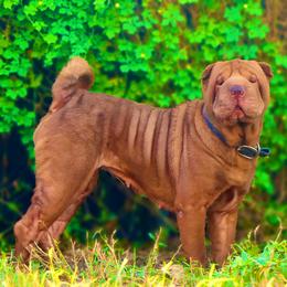 Penny - Chinese Shar-Pei