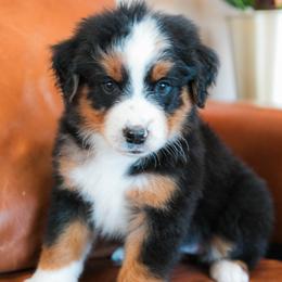 Venus - female Australian Mountain Doodle puppy in Lafayette, Missouri from Brick House Farm Doodles