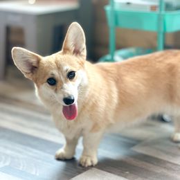 Nilla - Pembroke Welsh Corgi