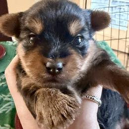 Teddy - Blue and gold male Yorkshire Terrier puppy in Laredo, Texas from TX Yorkies