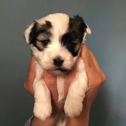 Havanese Puppies from Dearheart Havanese