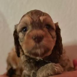 Saffron - Tri-color female Bernedoodle puppy in Longmont, Colorado from Colorado Miniature Bernedoodle Puppies