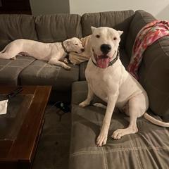 Dogo Argentino Puppies from Bestiarius Kennels