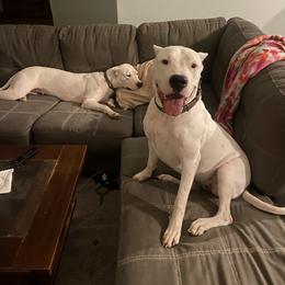 Dogo Argentino Puppies from Bestiarius Kennels