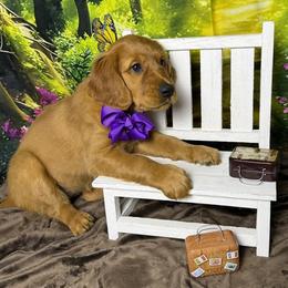Maple (Purple Girl) - Dark golden female Golden Retriever puppy in Sentinel, Oklahoma from Tux Goldens