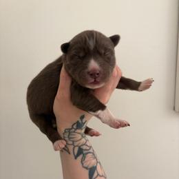 Red - Red and white male Siberian Husky puppy in Jonesborough, Tennessee from Dry Creek Siberians