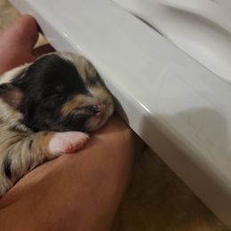 Australian Shepherd Puppies from Summit Australian Shepherds