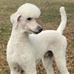 Australian Labradoodles from Oodles of Doodles