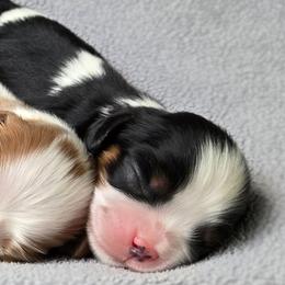 Tricolor Female - Tri-color female Cavalier King Charles Spaniel puppy in Spencer, Tennessee from Graceful Acres