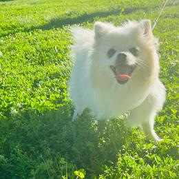 Prue - White female Pomeranian puppy in St. Louis, Missouri from Saint Louis Pomeranian babies
