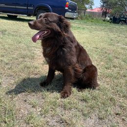 Chaco - Australian Shepherd