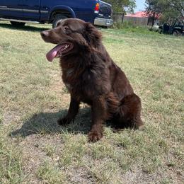 Chaco - Australian Shepherd
