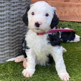 Sheepadoodle Puppies from Sunflower Family Farms
