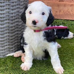 Sheepadoodle Puppies from Sunflower Family Farms