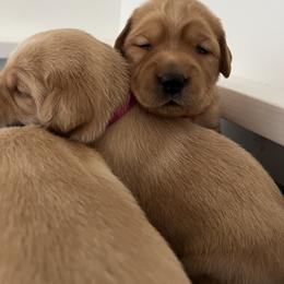 Labrador Retriever Puppies from Sun Ridge Labradors