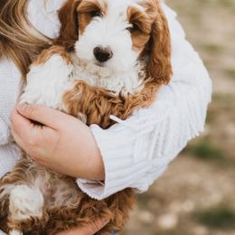 Bernedoodle, Boxer, Goldendoodle, Havapoo, and Poodle Puppies from Lady Paws Puppies