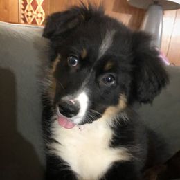 Australian Shepherd All Grown Up from K & R Australian Shepherds