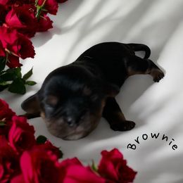 Cavalier King Charles Spaniel Puppies from Mystic Cavaliers LLC