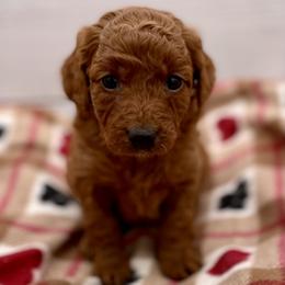 Penny - Red  female Goldendoodle puppy in Kansas City, Kansas from Bella & Ivy’s Mini Goldendoodles of KC