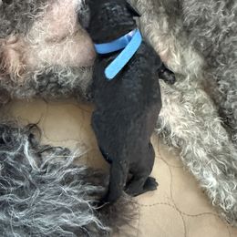 Blue Boy - Black male Poodle puppy in Hawkins, Texas from Bible Belt Ranch