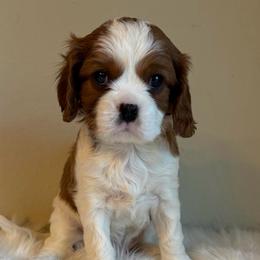 Ollie - Blenheim male Cavalier King Charles Spaniel puppy in Melrose, Florida from Magnolia Hill Cavaliers and Doxies