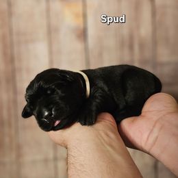 Spud - Black male Labrador Retriever puppy in Louisville, Kentucky from Tsuki Labradors