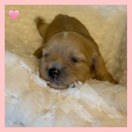 Penny - Ruby female Cavachon puppy in Smoot, Wyoming from Designer Mountain Mutts