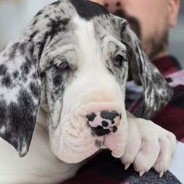 Great Danes from Bluestone Valley Great Danes