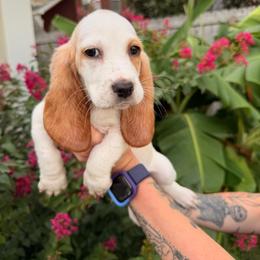 Fred - Lemon and white male Basset Hound puppy in Gulf Breeze, Florida from Breeze Basset Hounds