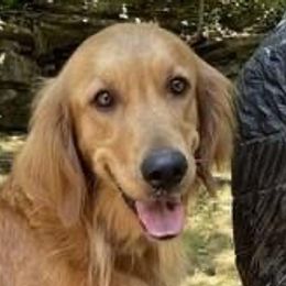 Collies, Companion Crosses, and Golden Retrievers from Dolly and Apollo’s Gollies