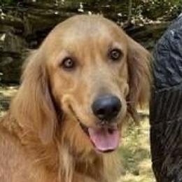 Collies, Companion Crosses, and Golden Retrievers from Dolly and Apollo’s Gollies