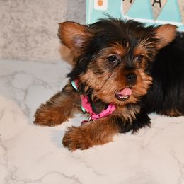 Kaliyah - Black and gold Yorkshire Terrier puppy in Maple Heights, Ohio from Yorkiesllc