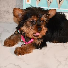 Kaliyah - Black and gold Yorkshire Terrier puppy in Maple Heights, Ohio from Yorkiesllc