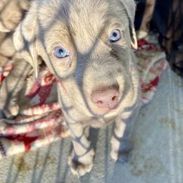 Dilute Retriever Puppies from Weathervane Labs