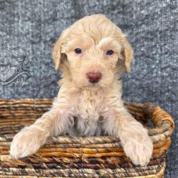 Jasper - Cream male Goldendoodle puppy in Chattanooga, Tennessee from Hilltop Cuddle Pups