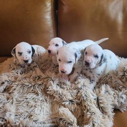 Boy 3 - White and black male Dalmatian puppy in Troutville, Virginia from BRIAR HOUSE of Mountain Pass