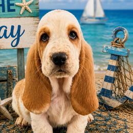 Burgundy collar feamale - Red and white female Basset Hound puppy in Columbia, South Carolina from Pawmetto Hounds