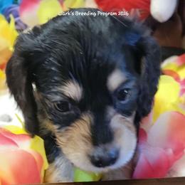 Nessie (AKC and CKC registration invluded) - Black and cream female Dachshund puppy in Terlton, Oklahoma from CLARK'S BREEDING PROGRAM