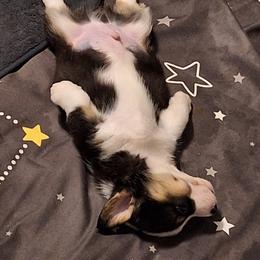 Pembroke Welsh Corgi Puppies from Rhone River Farm Pembroke Welsh Corgis