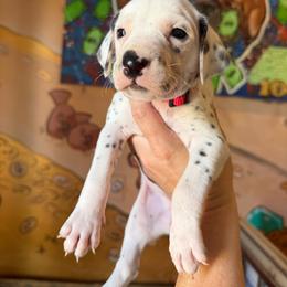 Female 3 - White and black female Dalmatian puppy in Lake Mathews, California from Bully Market